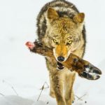 土狼（Canis latrans）以前的杀戮以麋鹿脚为食。