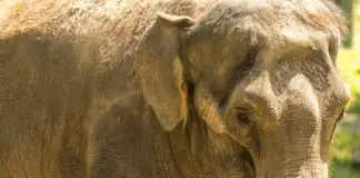 西雅图动物园的大象