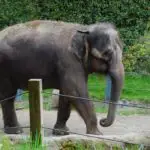 林地公园动物园的大象