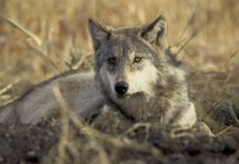 濒临灭绝的狼杀手 - 埃斯卡普·诉讼
