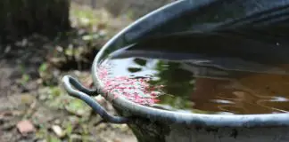 收集雨水用于环保园艺