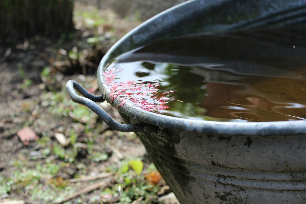 收集雨水用于环保园艺