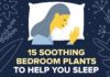 15种有助睡眠的卧室植物