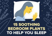 15种舒缓的卧室植物帮助你入睡