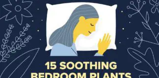 15个舒缓的卧室植物来帮助您入睡