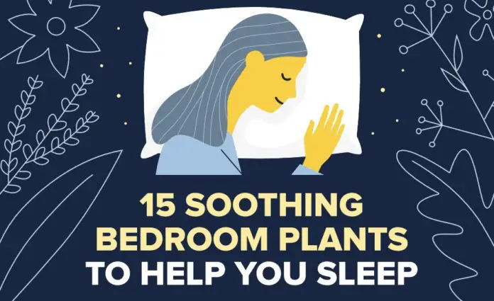 15个舒缓卧室植物，以帮助您入睡