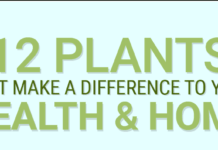 12植物对自己的健康家庭