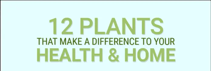 12植物对自己的健康家庭