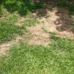 fix_damaged_sections_of_your_lawn