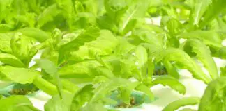 introduction-to-hydroponics-the-beginners-guide-infographic-beplay体育在线官网客服featured-image