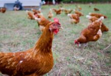guide-to-raising-chickens-at-home-the-ethical-way