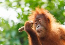 illegal-logging-leaves-borneo-orangutans-homeless