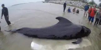 one-dead-whale-80-plastic-bags-found-stomach