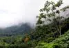 雨林 - 世界视图 - 科斯塔里亚
