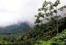 雨林 - 世界 -  Infographic-Costa-Rica