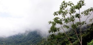 雨林 - 世界视图 - 科斯塔里亚