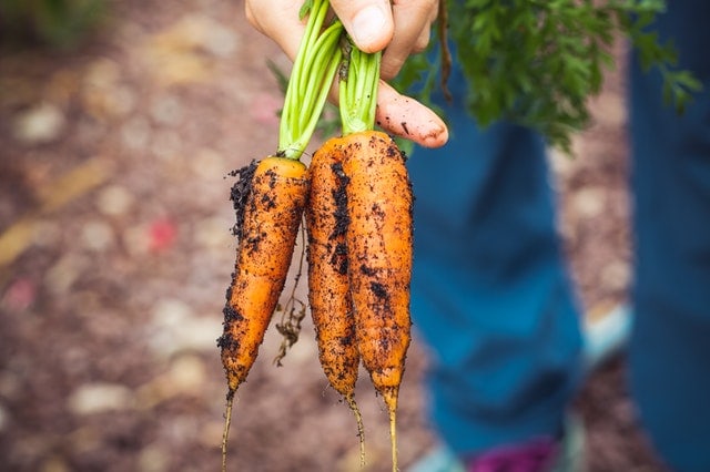 胡萝卜是最好的冬季作物