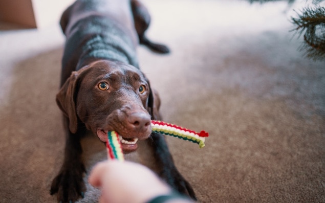 狗玩编织绳