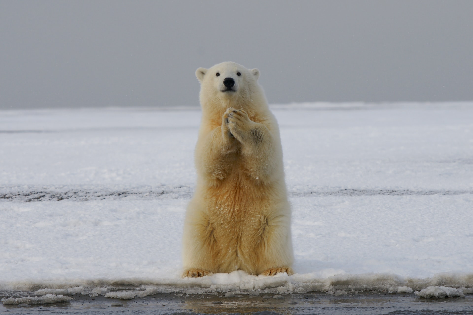 动物灭绝 - 北极熊