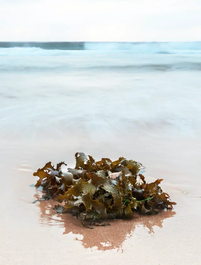 海藻在日常生活中使用