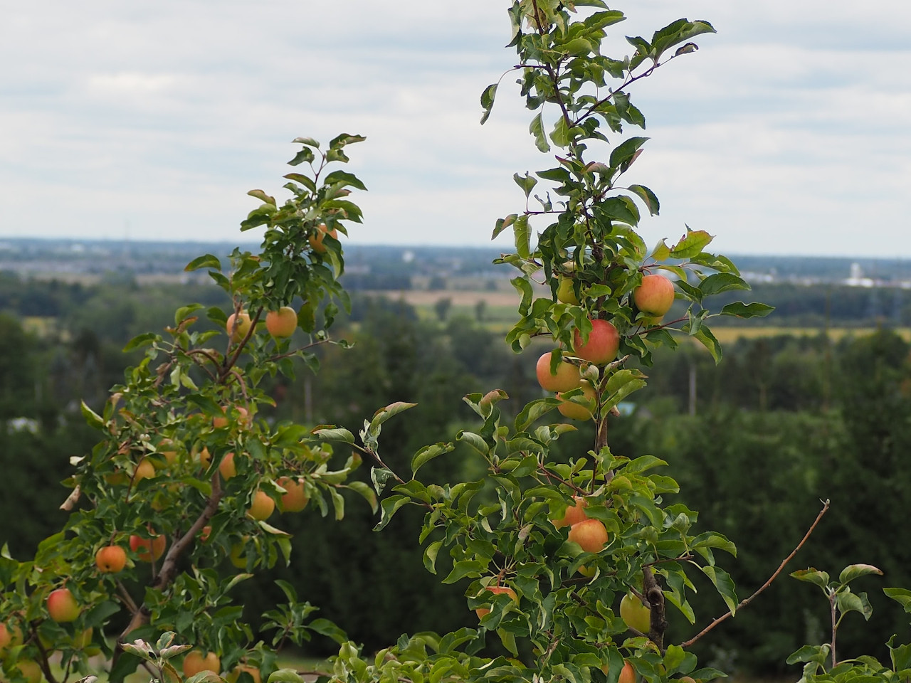利用苹果进行可食用园林绿化