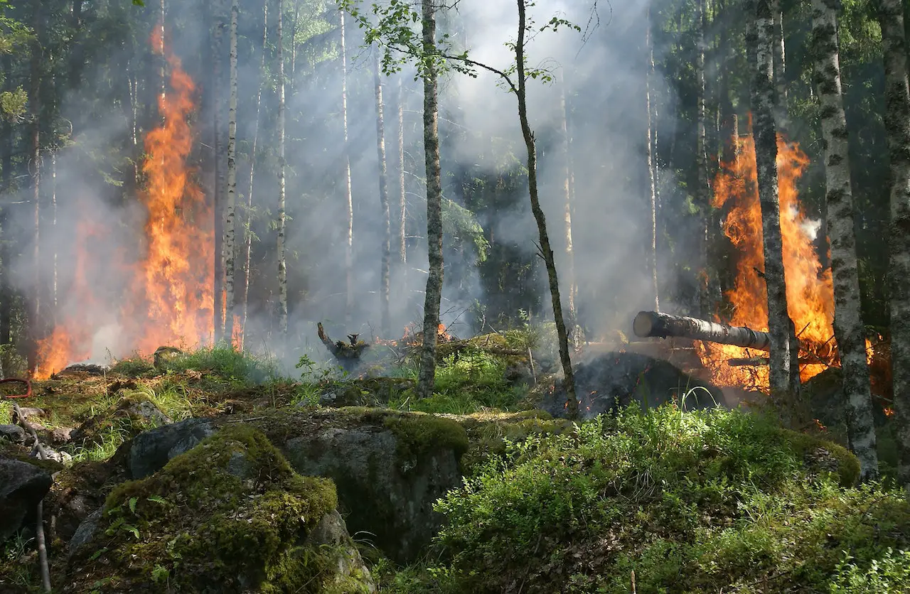 森林大火和气候变化