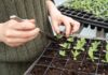 how to care for your plant seedlings