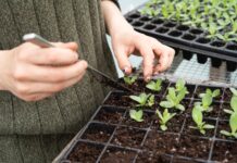如何照顾你的植物幼苗