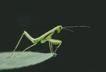 酷酷昆虫照片-绿化