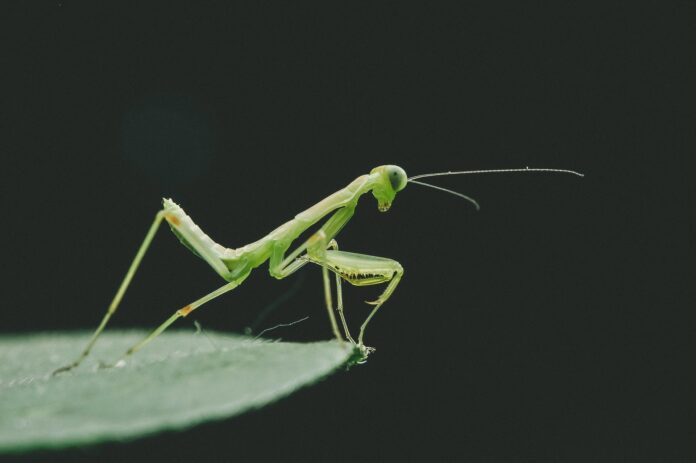很棒的昆虫照片——绿色理想