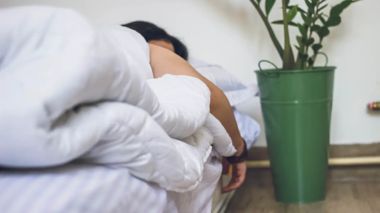 植物可以改善睡眠质量