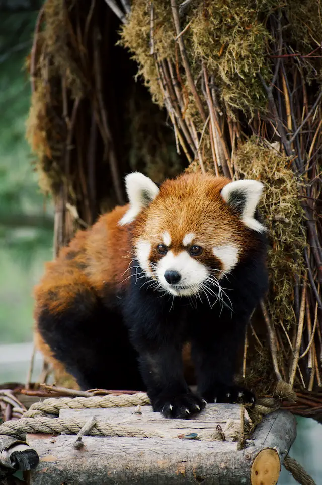 小熊猫——一种濒危动物