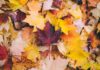 Use Autumn Leaves in Your Garden