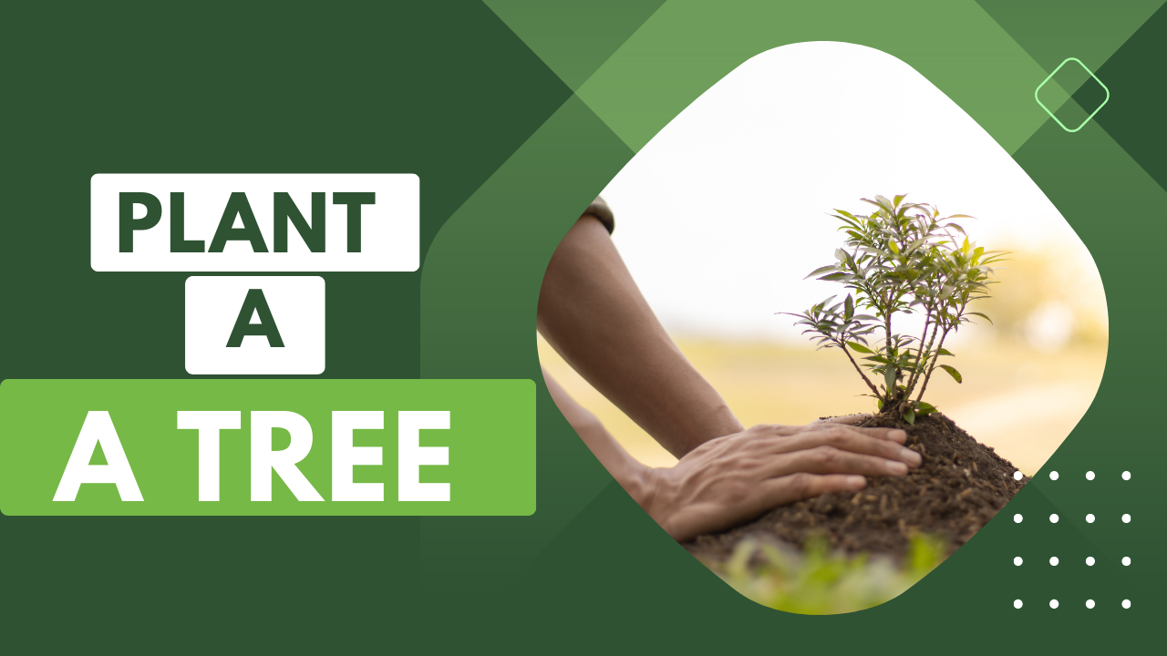 可持续性——种一棵树