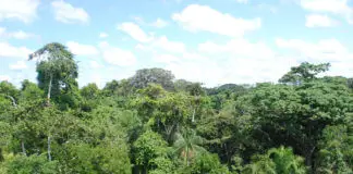 秘鲁雨林
