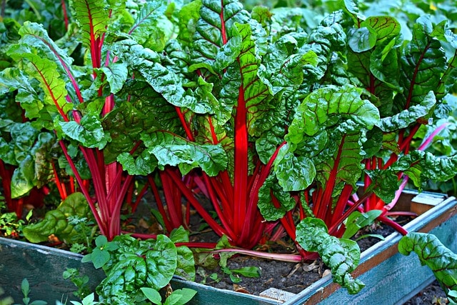 蔬菜 - 环保花园