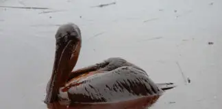 鸟在石油泄漏
