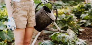Environmentally-Responsible Gardening