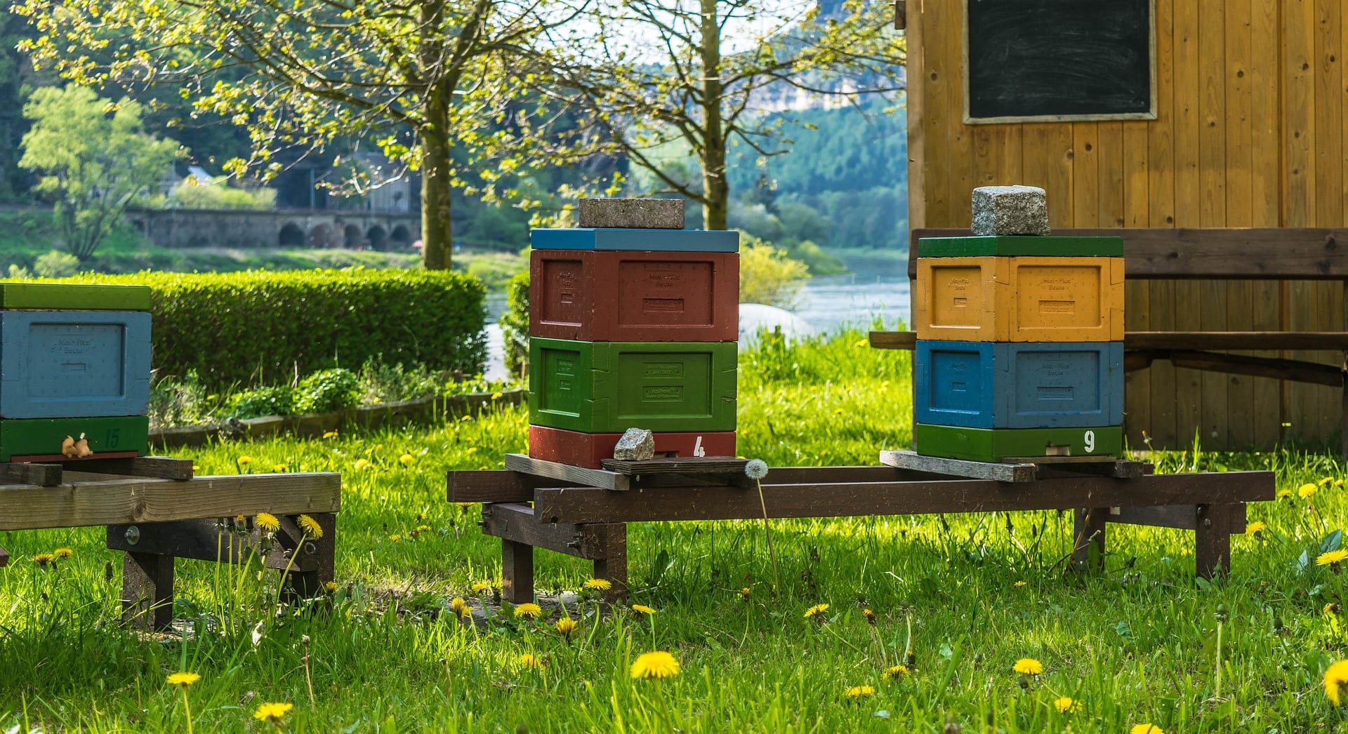 backyard beekeeping