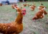 guide-to-raising-chickens-at-home-the-ethical-way
