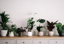 你应该保持室内植物的原因吗